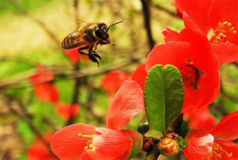 蜜蜂入屋预兆|蜜蜂飞进家里预示什么风水